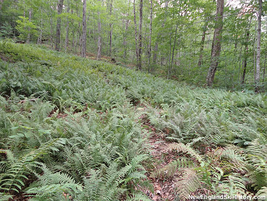 Tucker Brook Trail (2010)