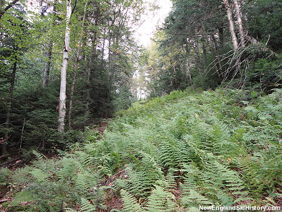 Tucker Brook Trail (2010)