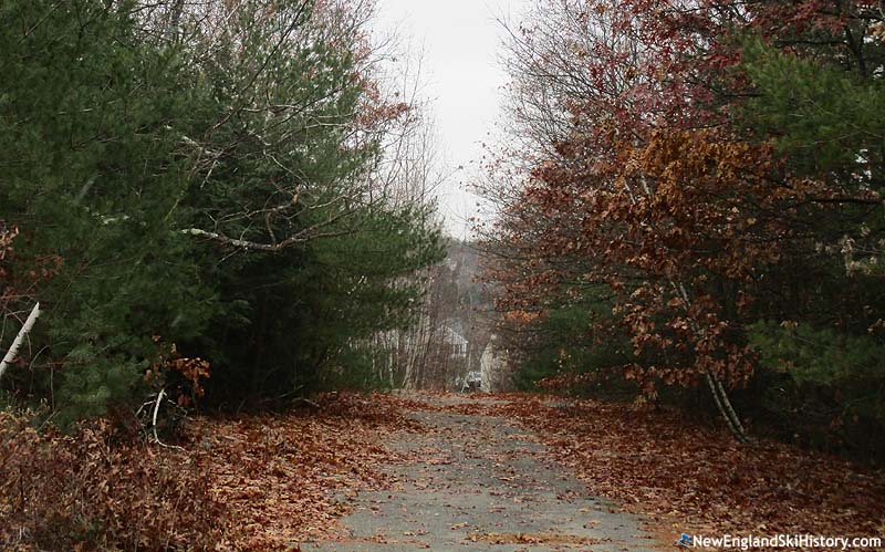 The overgrown access road (2016)