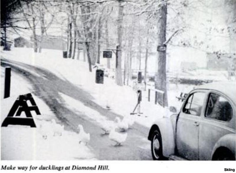 Ducks crossing the Diamond Hill access road (1960s)