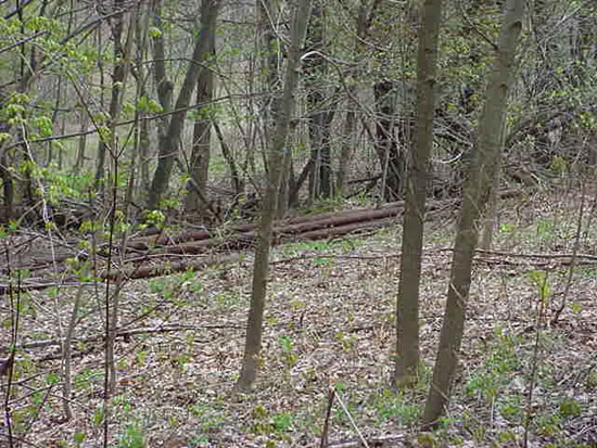 Leftover snowmaking pipe (2002)