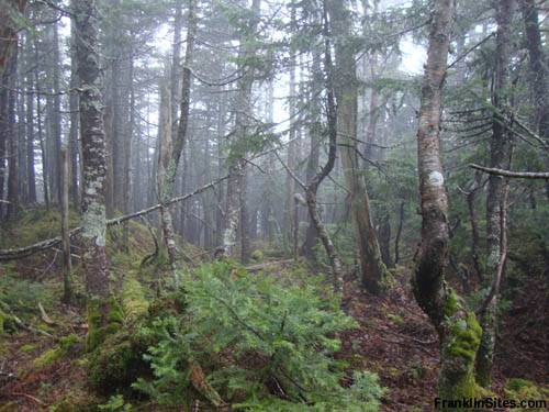 Possible top of trail (from Kinsman Ridge Trail in 2009)