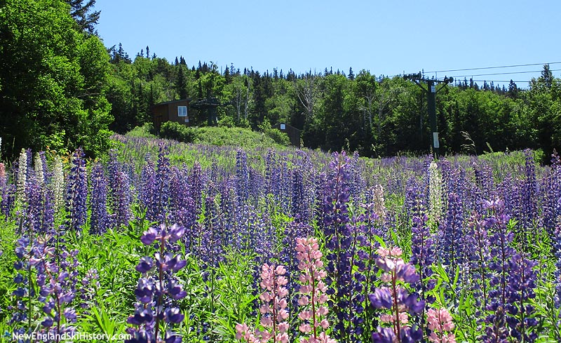 The lift line (July 2019)