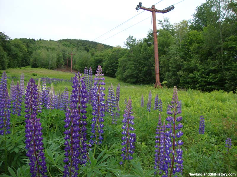 The old Mittersill Double Chair and lupine in June 2010