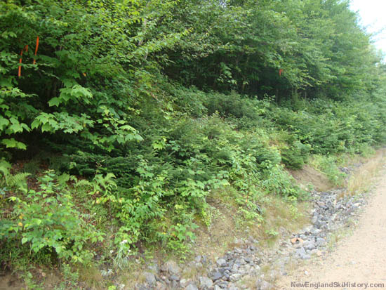 Surveying tape near Green Peak in 2011