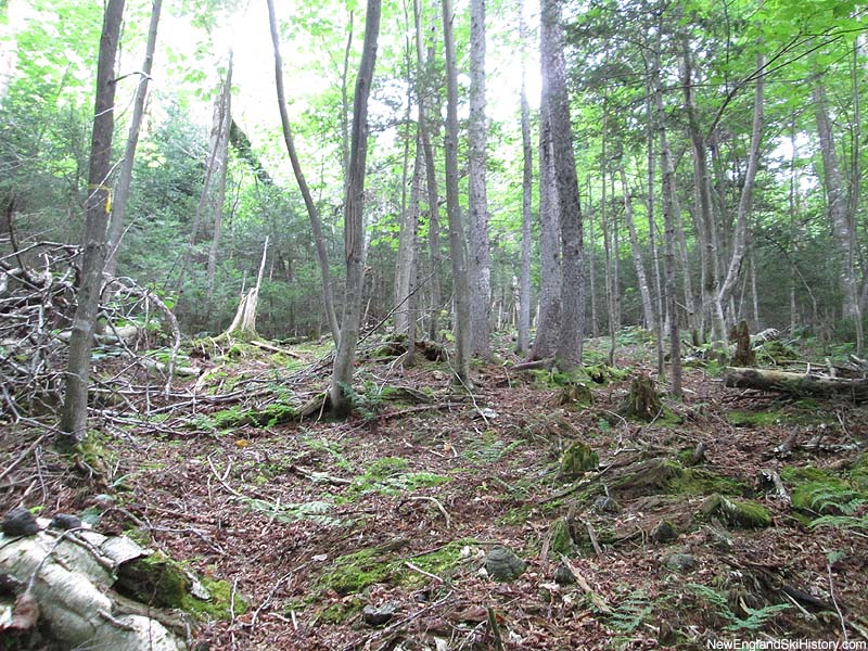 Existing glades on Green Peak (August 2014)