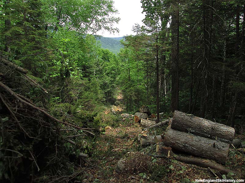 Looking down the Green Peak lift survey line, June 7, 2015