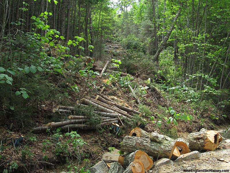 Looking up the Green Peak lift survey line, June 7, 2015