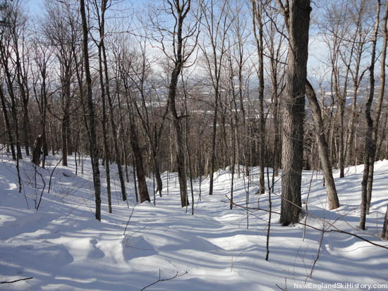 Open hardwoods in the West Bowl area (2011)