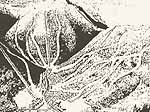 A massive ski area once proposed in Southern Vermont...