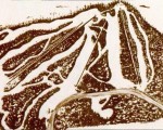 1976-77 Hogback Trail Map