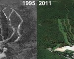 Butternut Aerial Imagery, 1995 vs. 2011